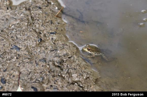 Green Frog
