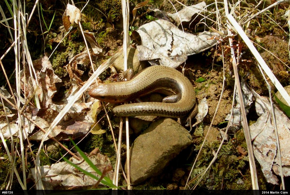 Northern Coal Skink