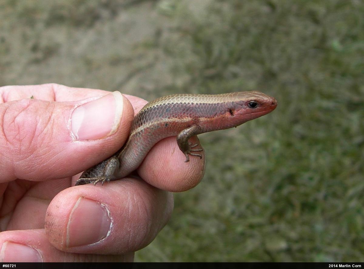 Northern Coal Skink