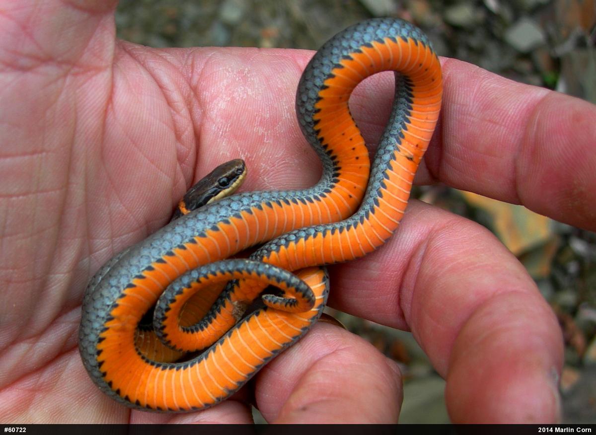 Northern Ring-necked Snake