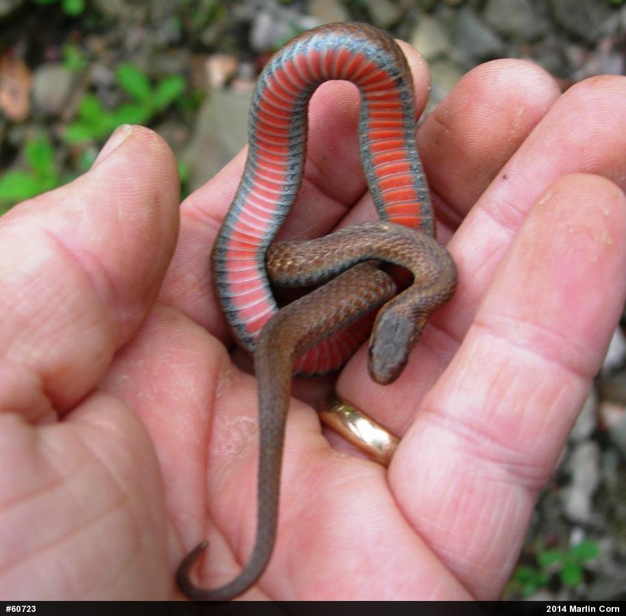 Red-bellied Snake