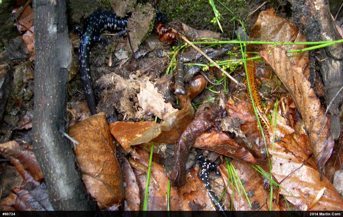 Northern Slimy Salamander