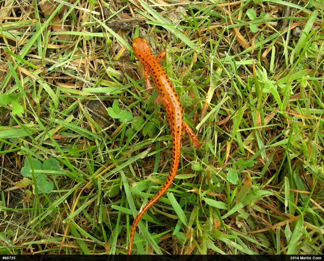 Eastern Long-tailed Salamander