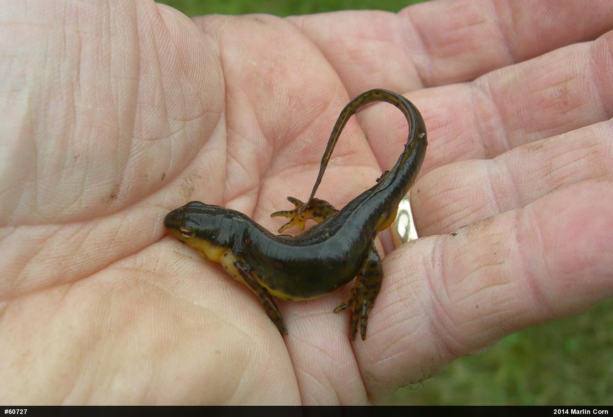 Red-spotted Newt