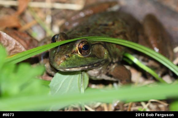 Green Frog