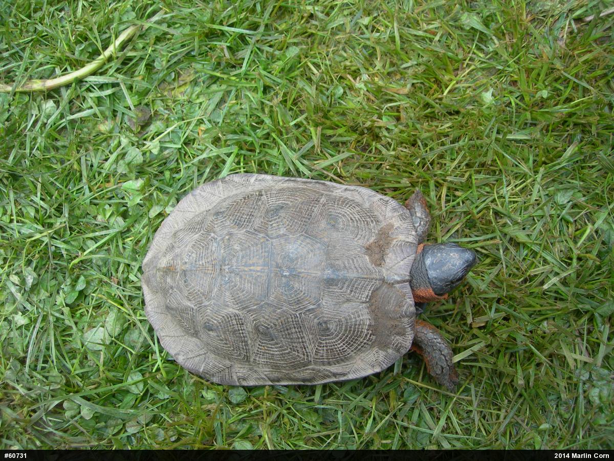 Wood Turtle