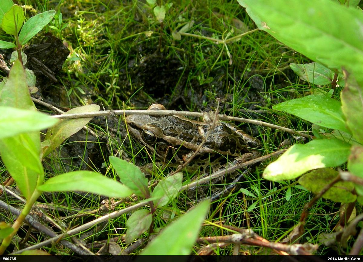 Pickerel Frog