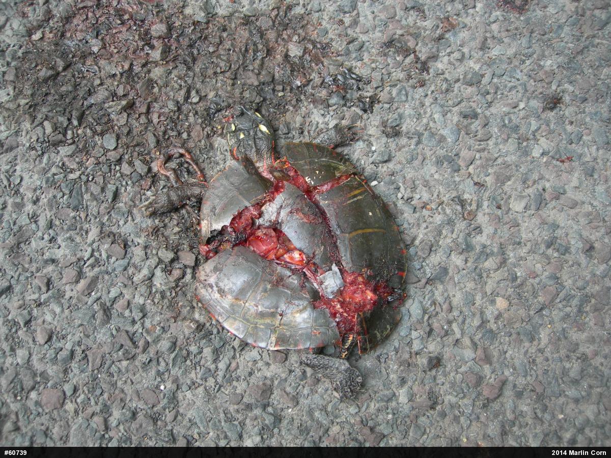 Painted Turtle
