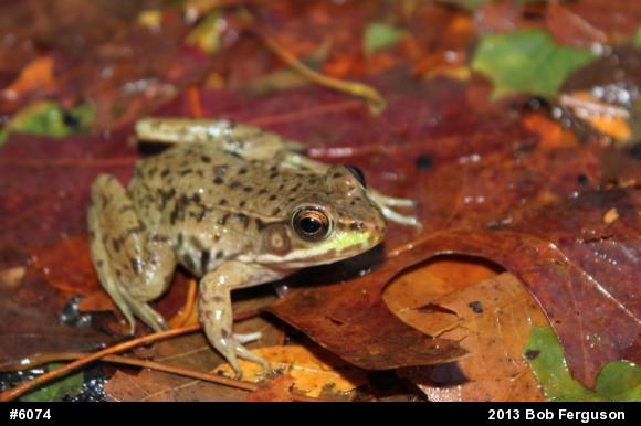 Green Frog