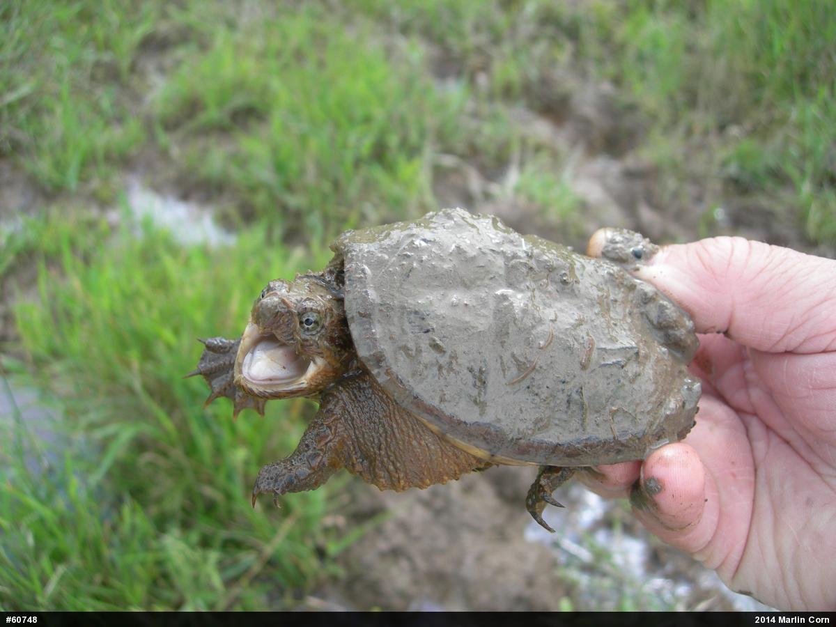 Snapping Turtle
