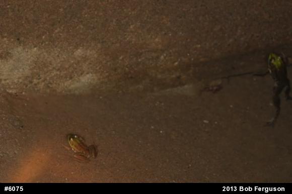 Green Frog