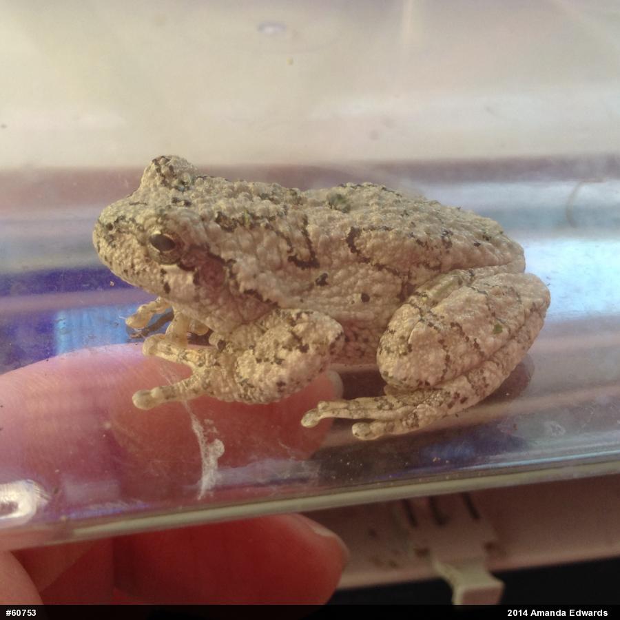 Unknown Gray Treefrog