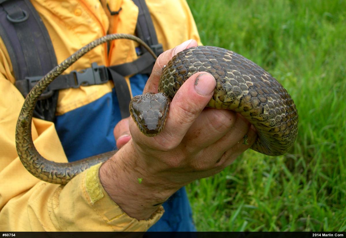 Northern Watersnake