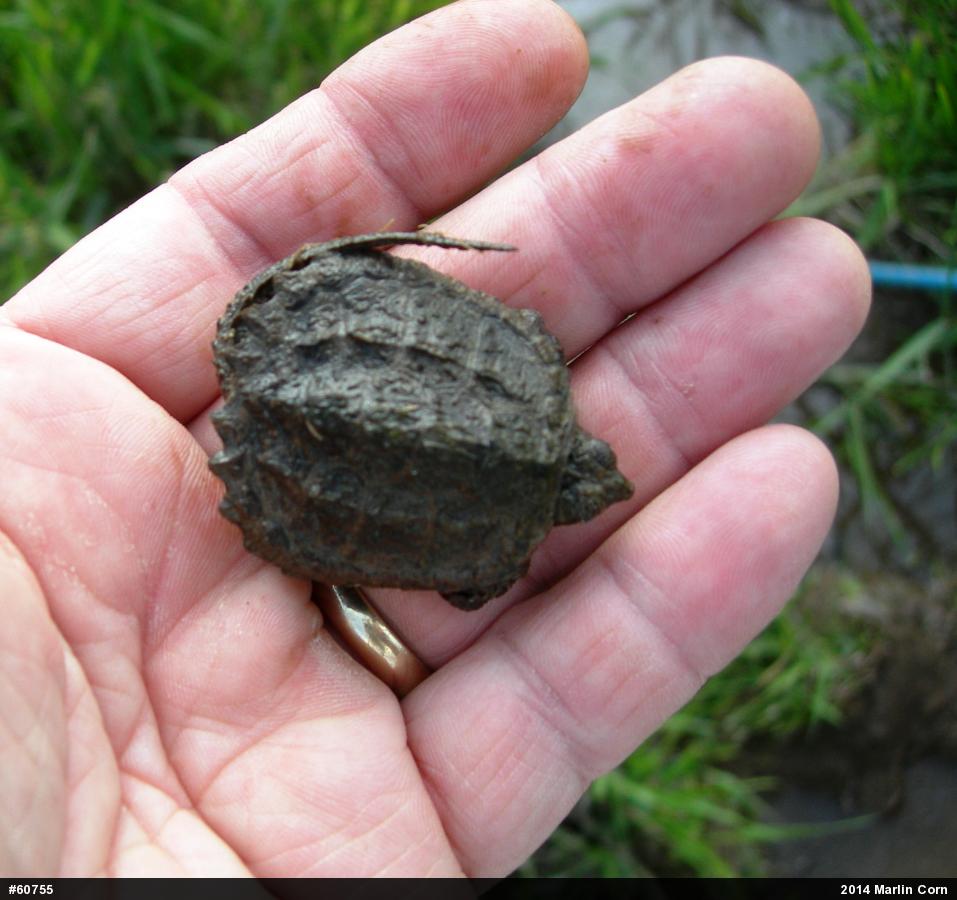 Snapping Turtle