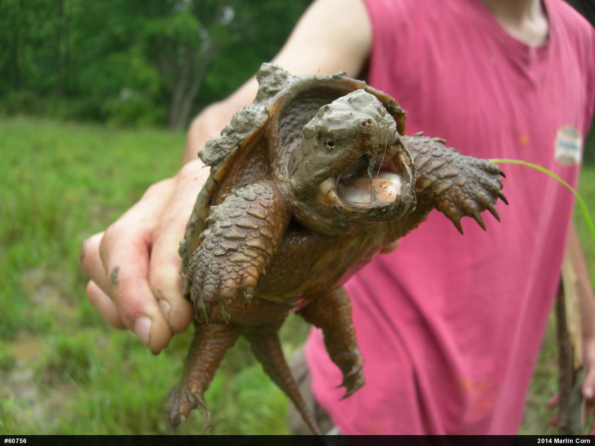 Snapping Turtle