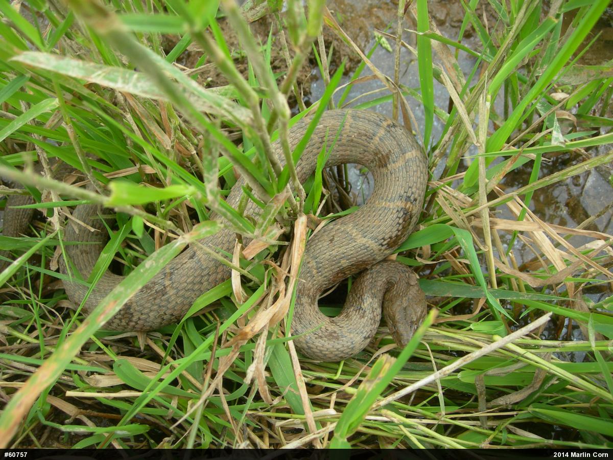 Northern Watersnake