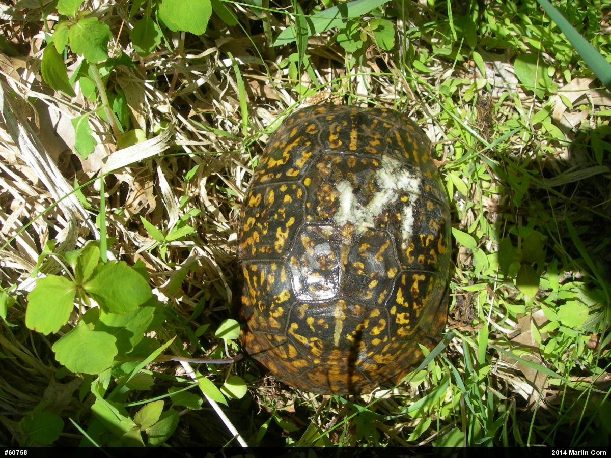 Eastern Box Turtle
