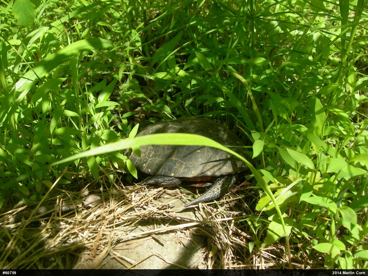 Spotted Turtle