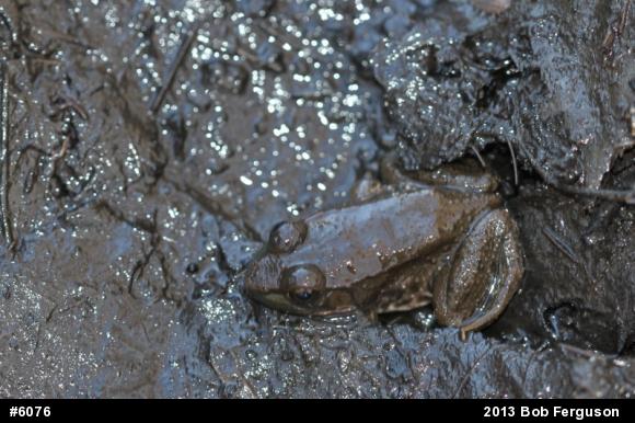 Green Frog