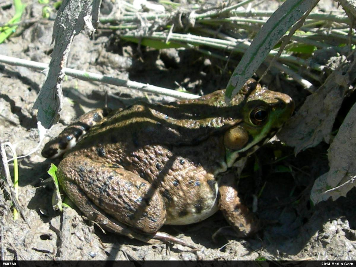 Green Frog