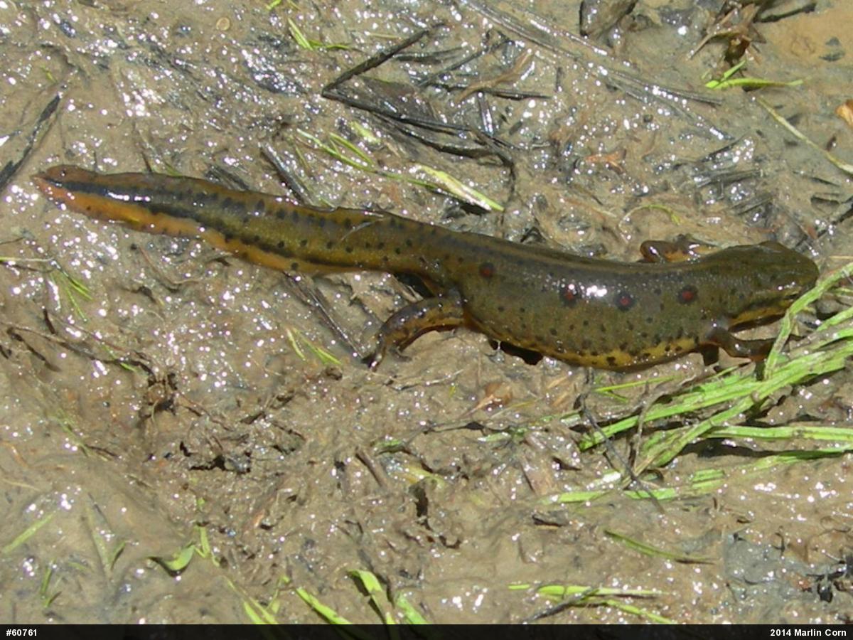Red-spotted Newt