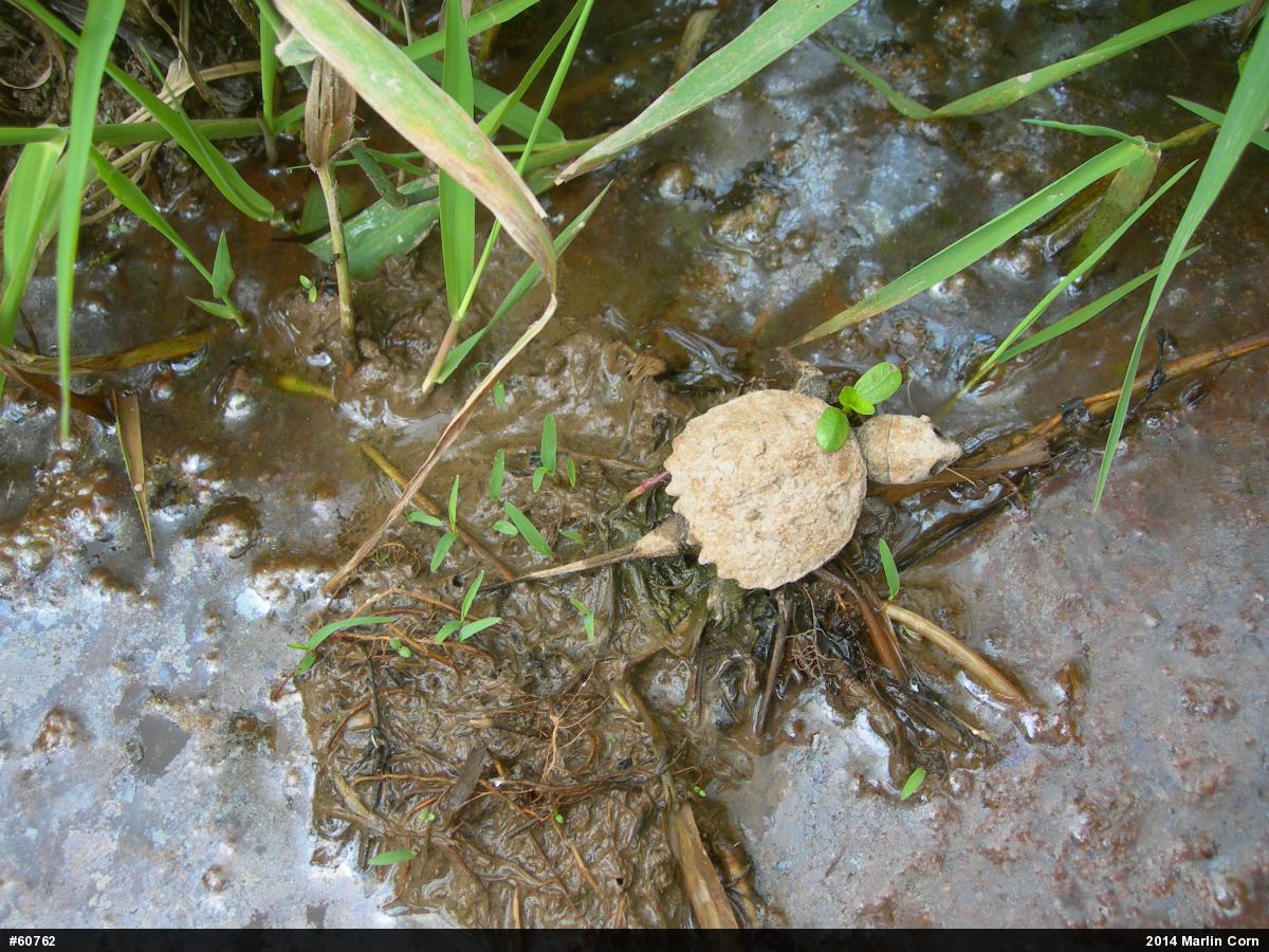 Snapping Turtle