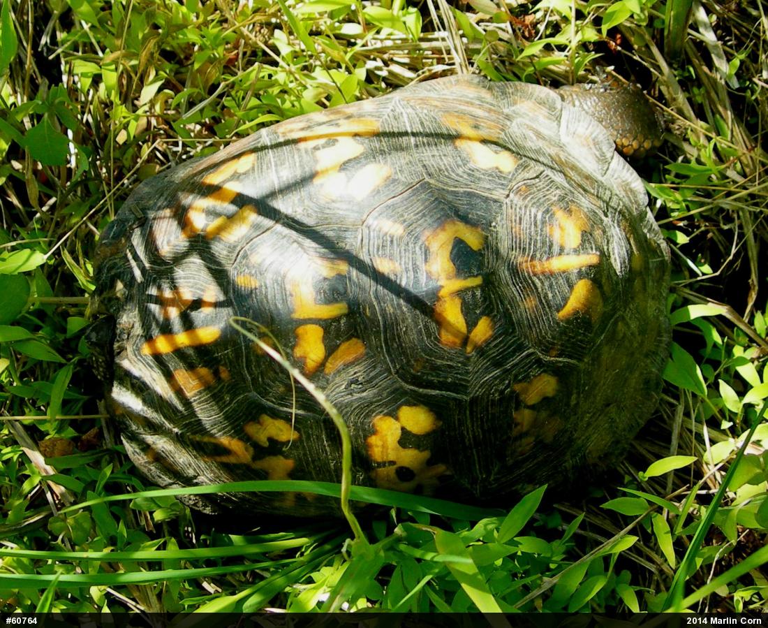 Eastern Box Turtle
