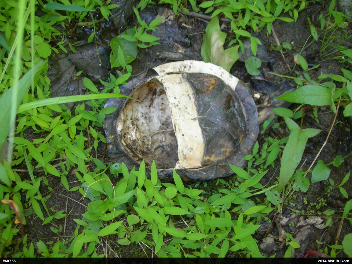 Eastern Box Turtle