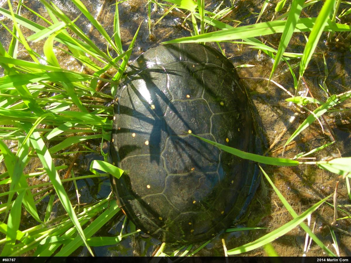 Spotted Turtle