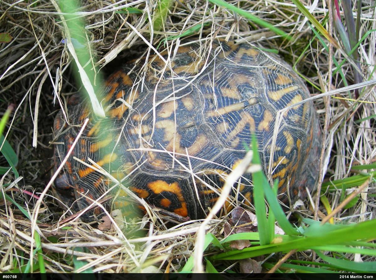 Eastern Box Turtle