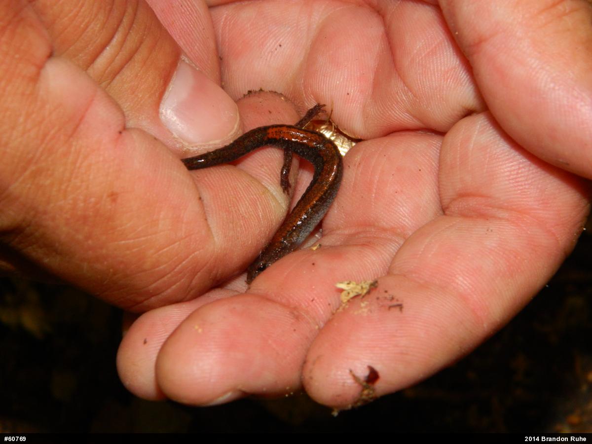 Eastern Red-backed  Salamander