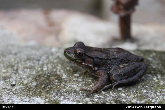 Green Frog