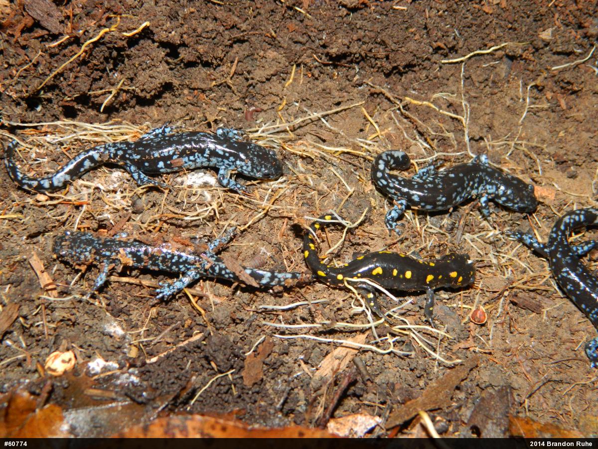 Spotted Salamander
