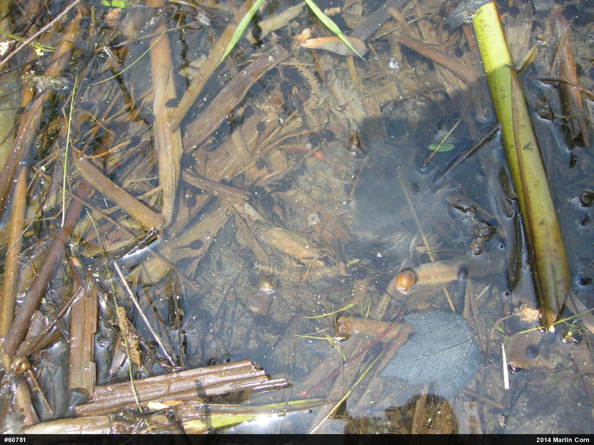 Eastern American Toad