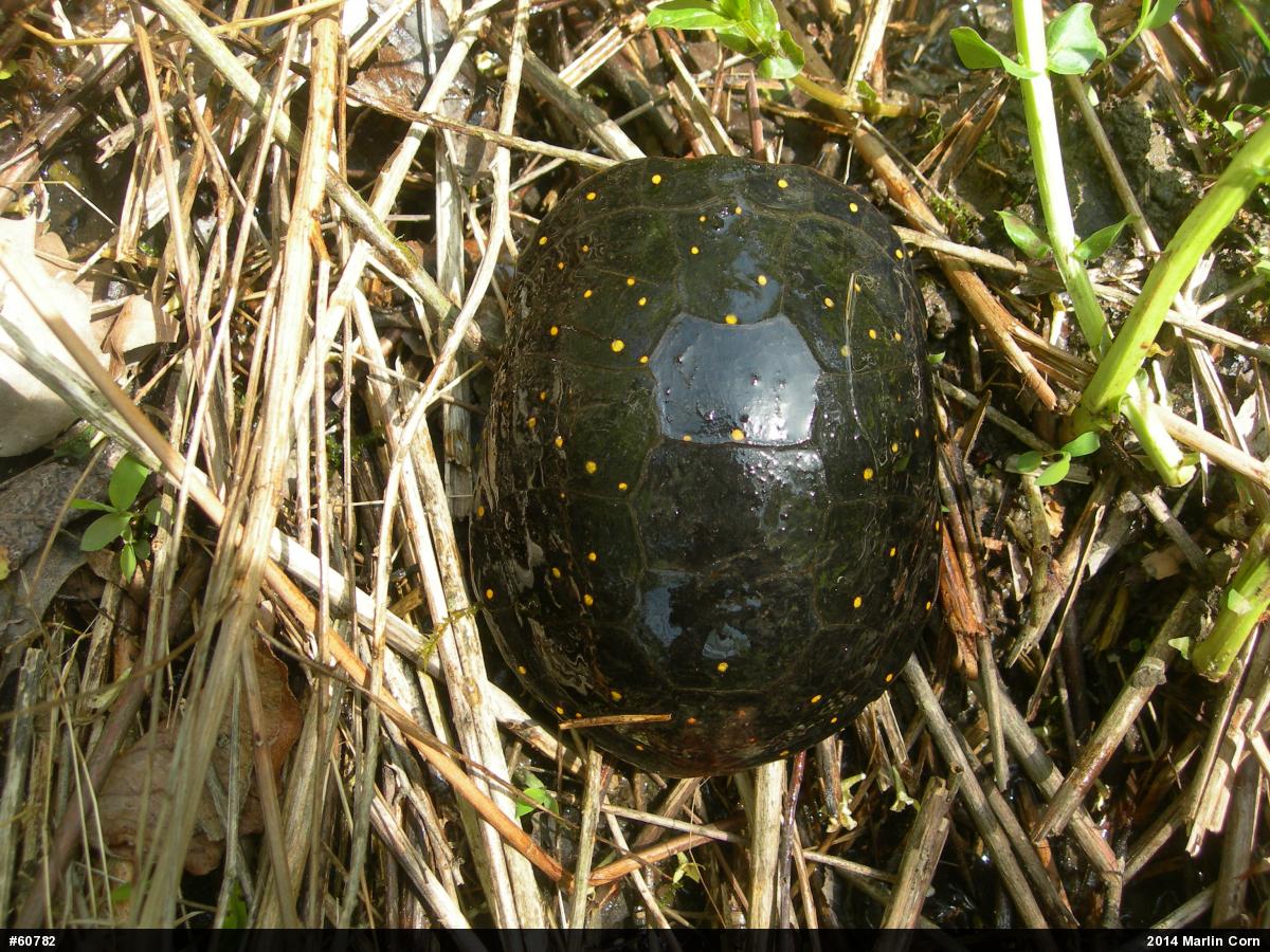 Spotted Turtle