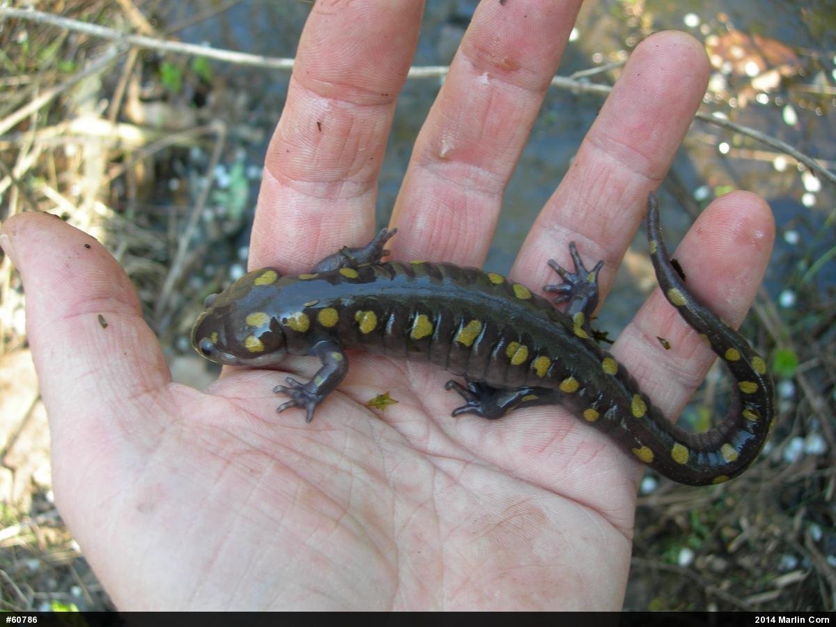 Spotted Salamander
