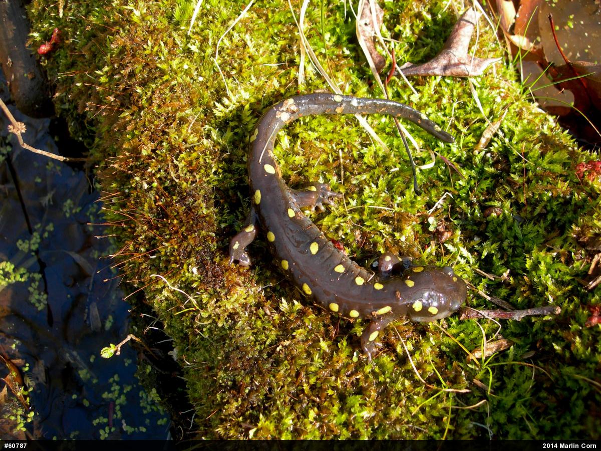 Spotted Salamander