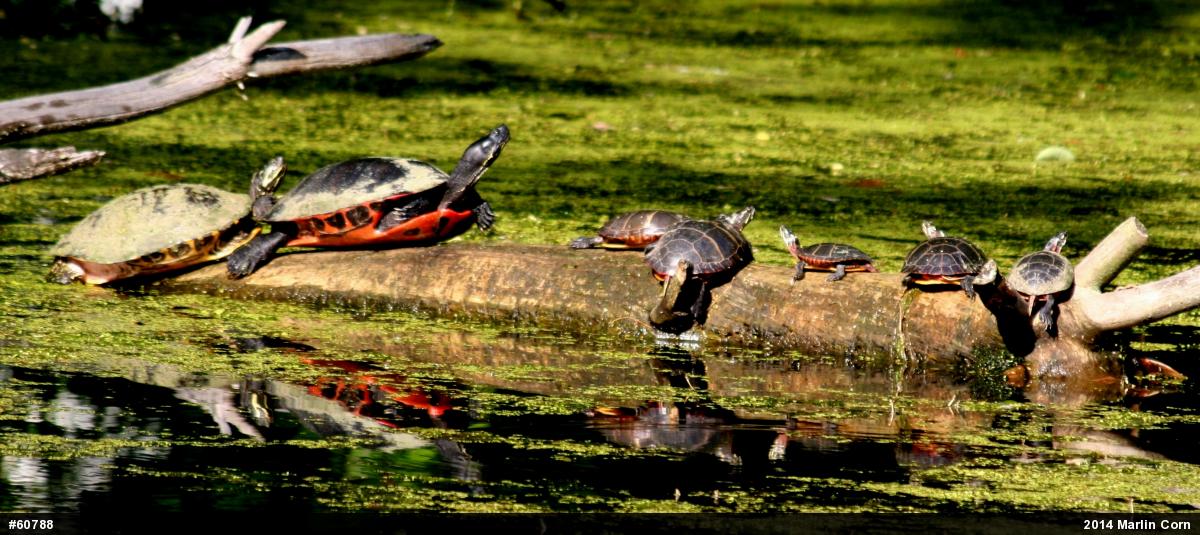 Painted Turtle
