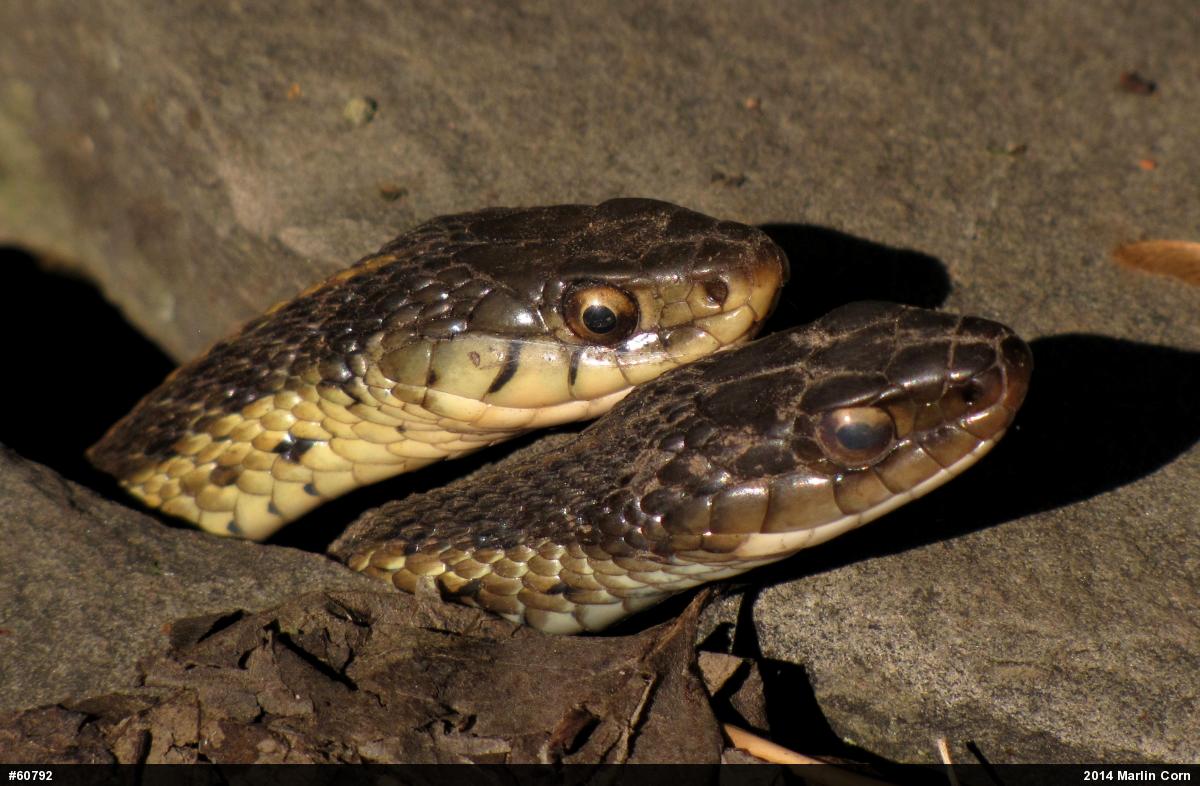 Eastern Gartersnake