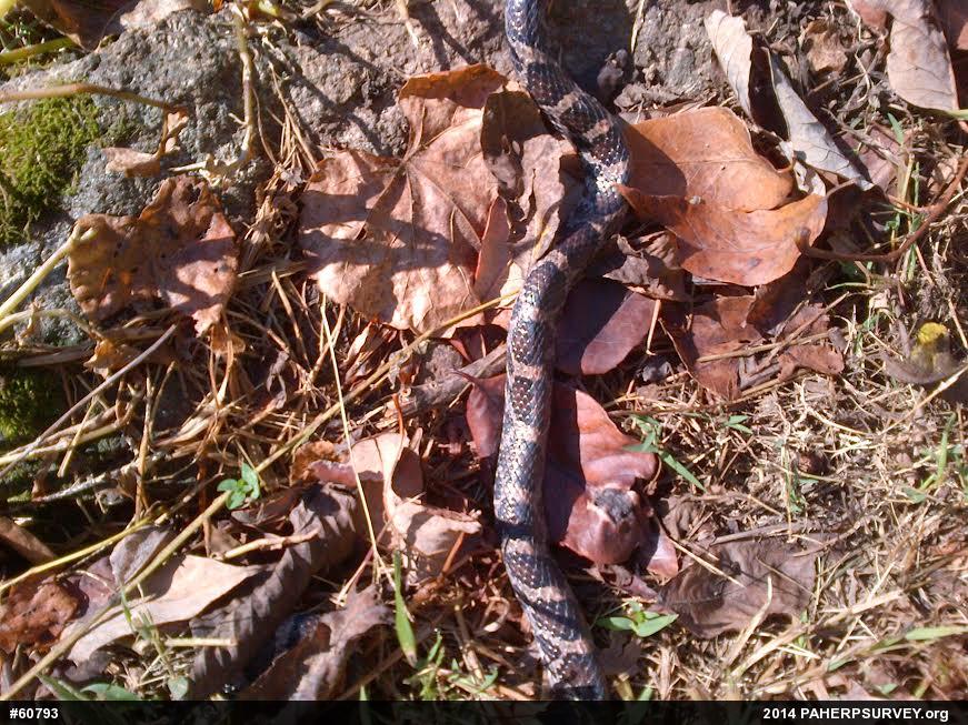 Eastern Milksnake