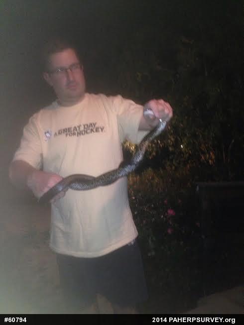 Eastern Ratsnake