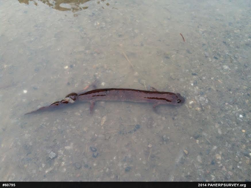Northern Spring Salamander