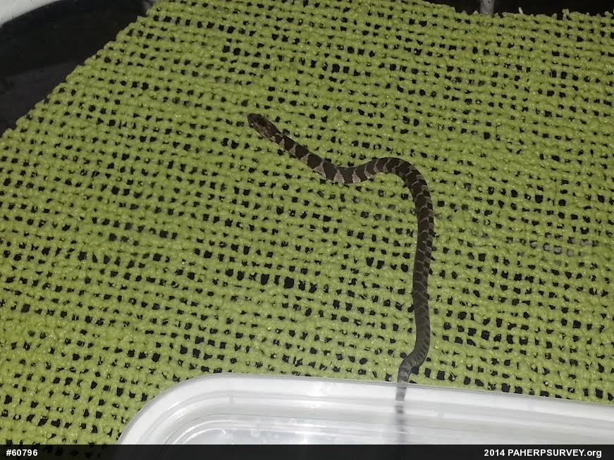 Northern Watersnake