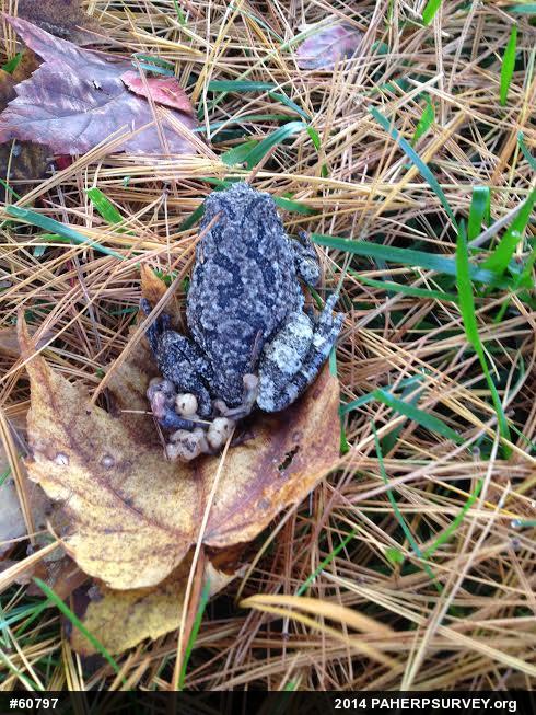 Unknown Gray Treefrog