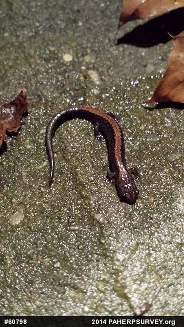 Eastern Red-backed  Salamander