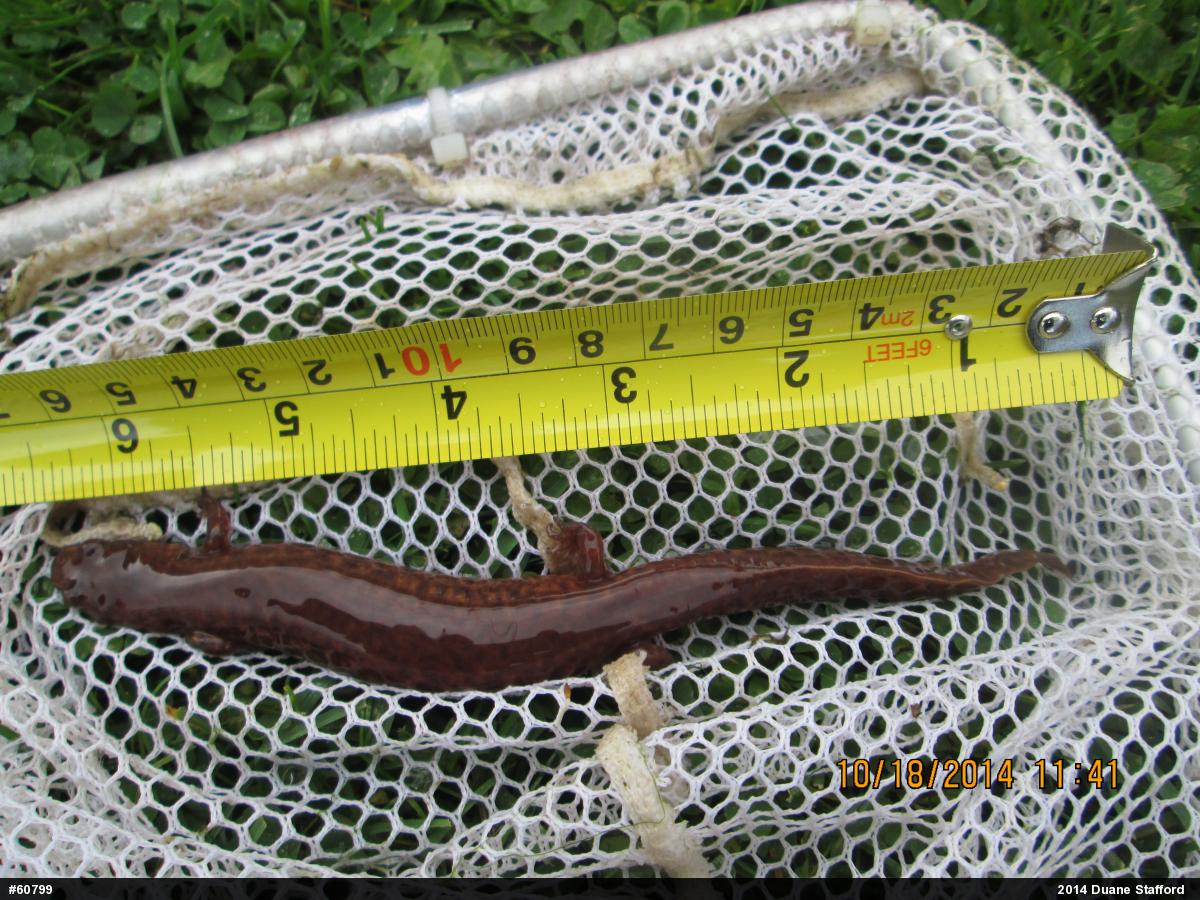 Northern Spring Salamander