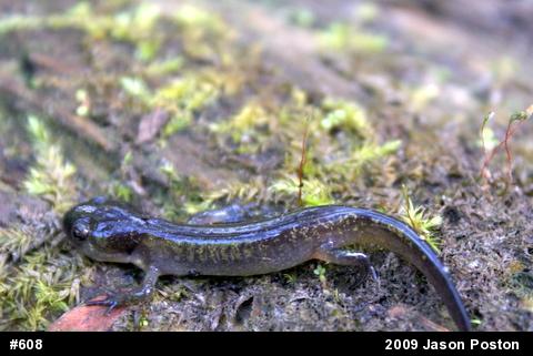 Spotted Salamander