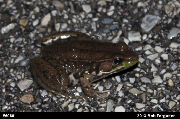 Green Frog