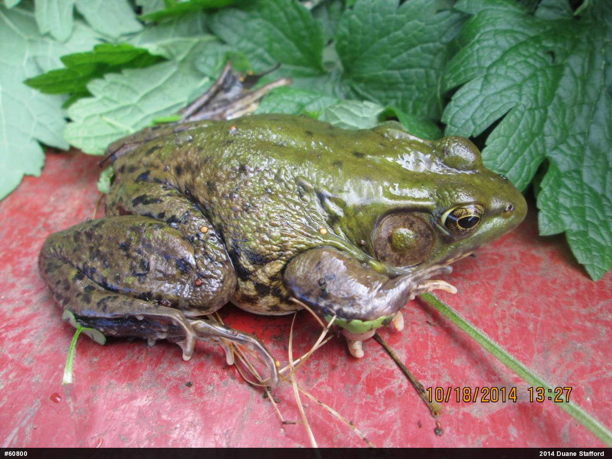 American Bullfrog