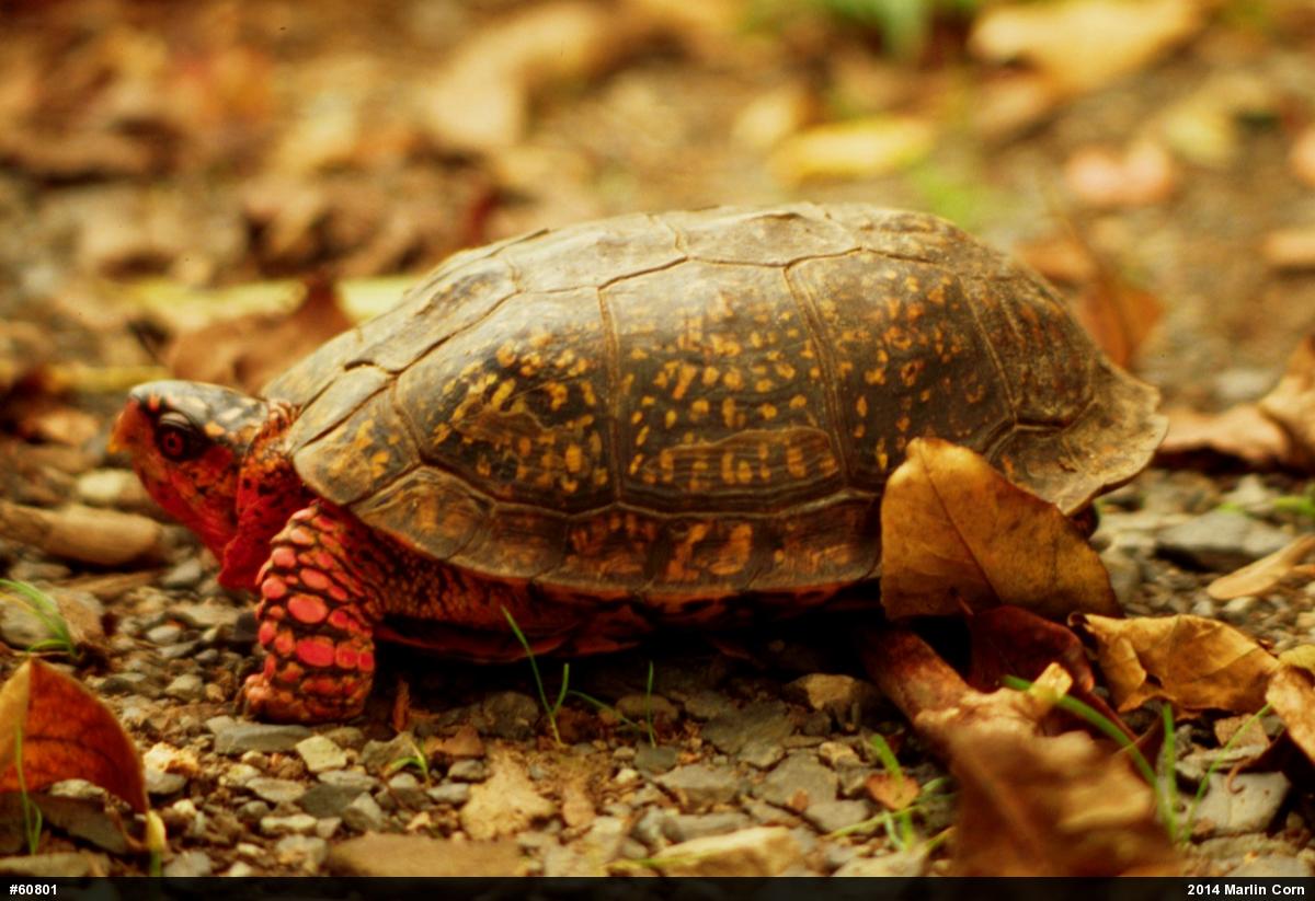 Eastern Box Turtle